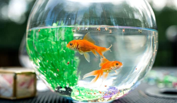 two goldfish in a circular bowl