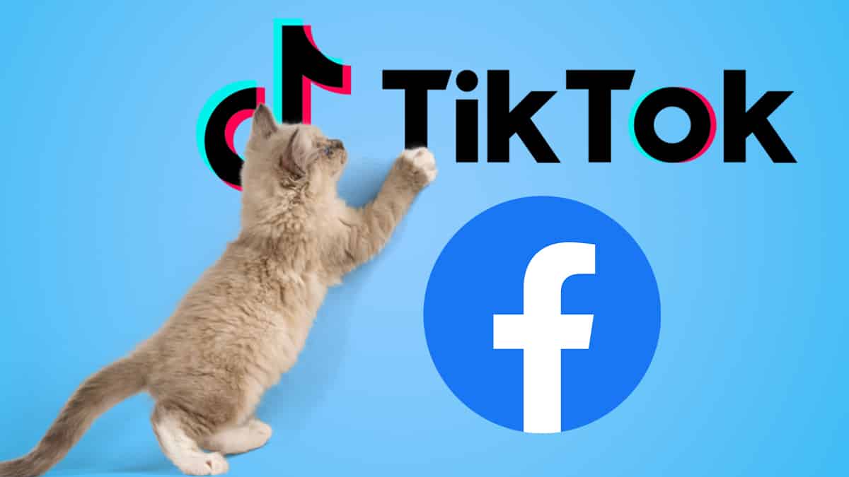 tiktok facebook cats