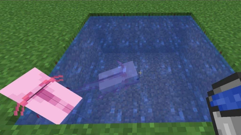 Taming two Axolotls in Minecraft