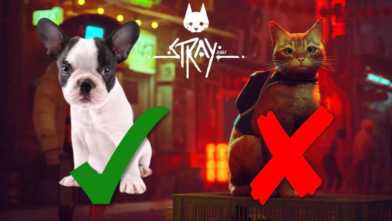 stray french bulldog check and x header image