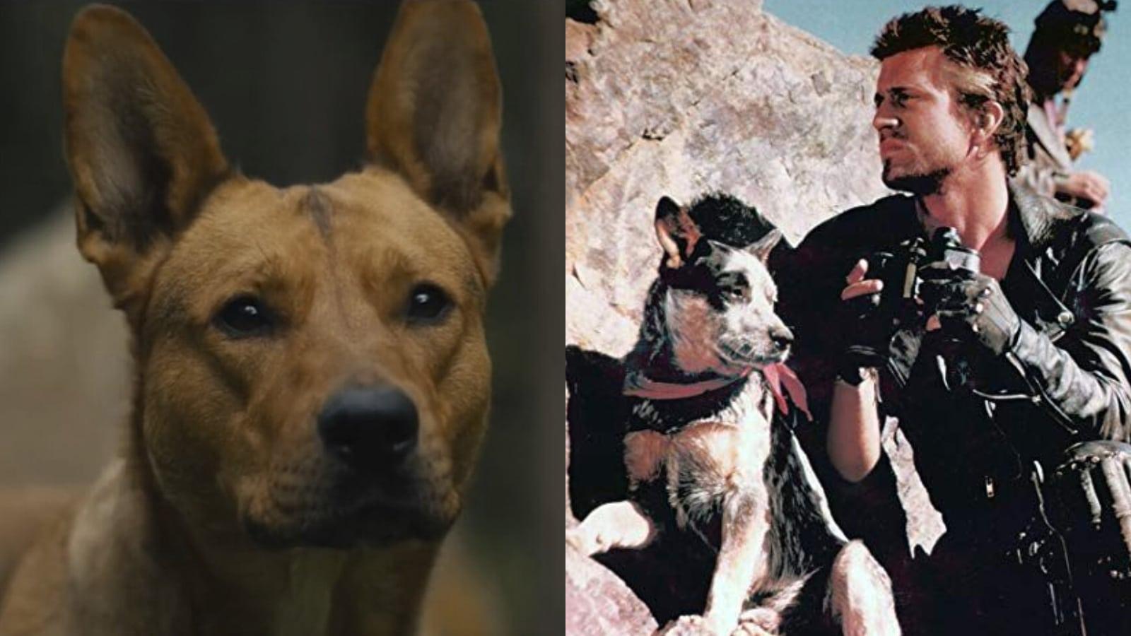 Coco the dog as Sarii in Prey and Mad Max and Dog in The Road Warrior