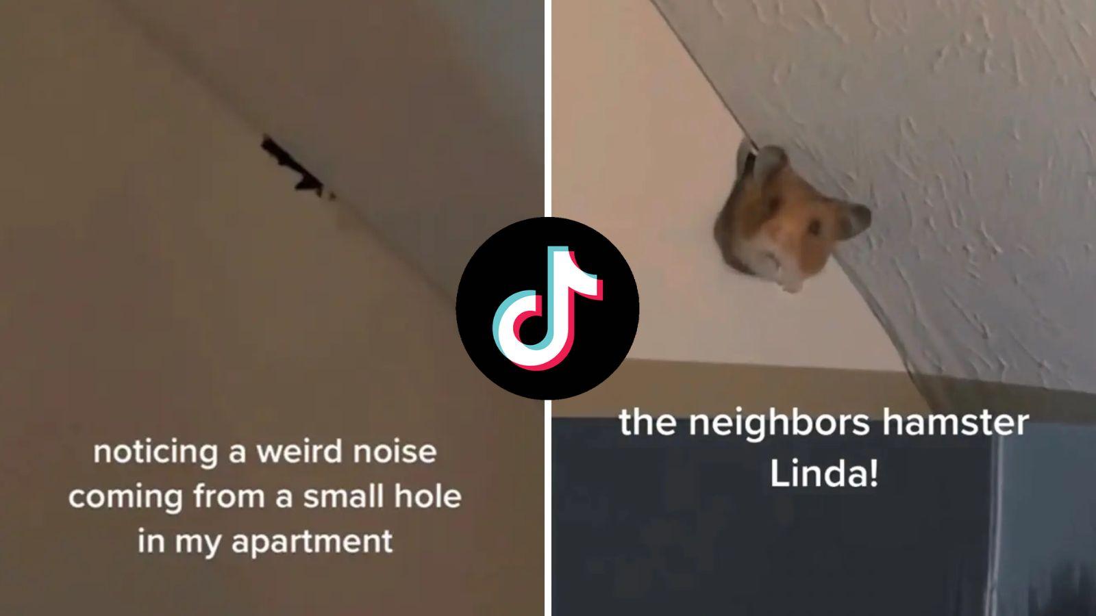 Horrified woman finds neighbor's hamster chewing through wall into her bedroom