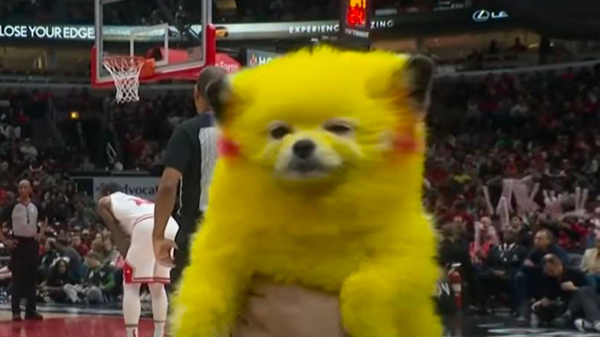 Dog dyed yellow like Pikachu being held aloft at NBA game