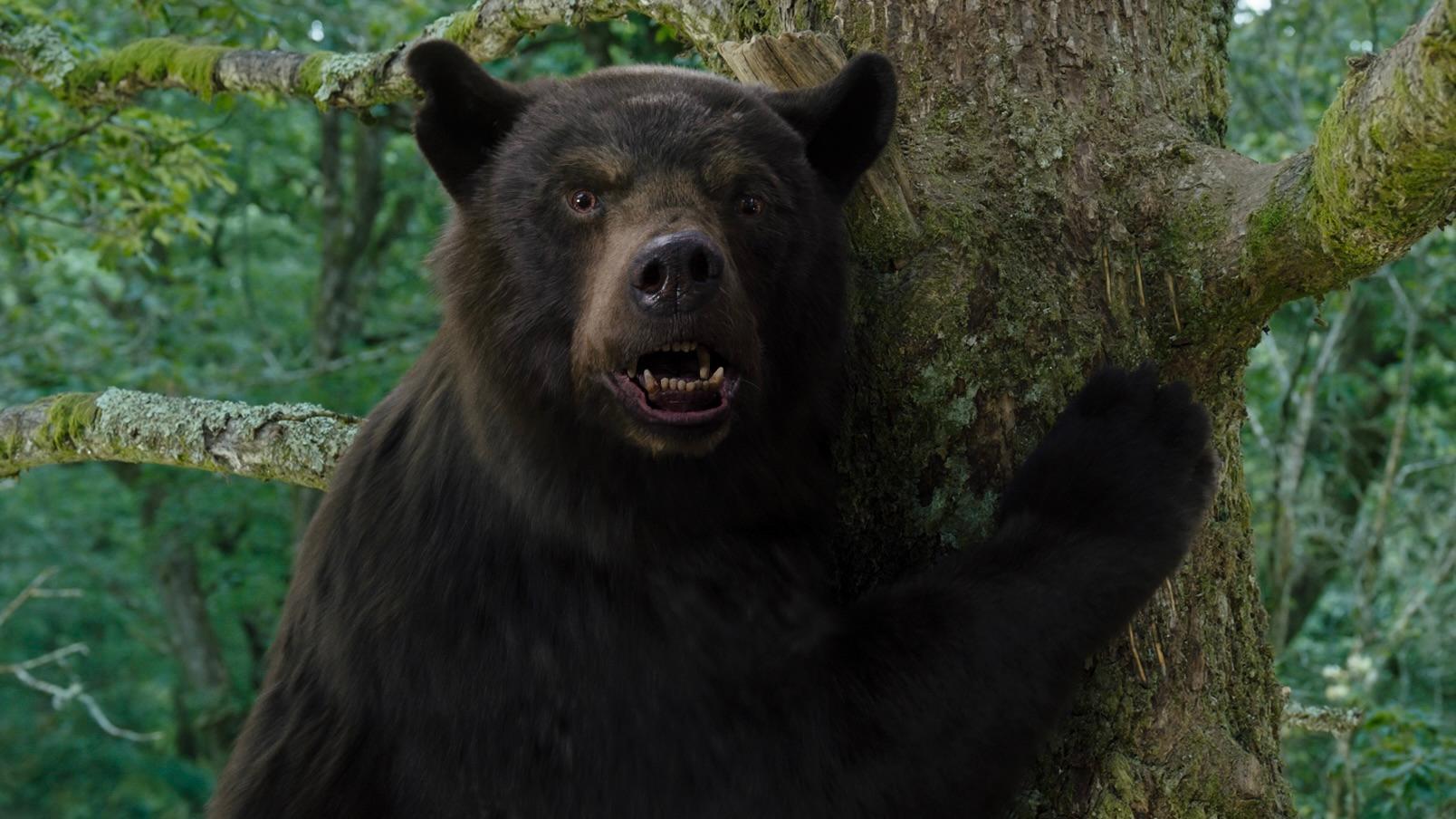 The black bear in Cocaine Bear.