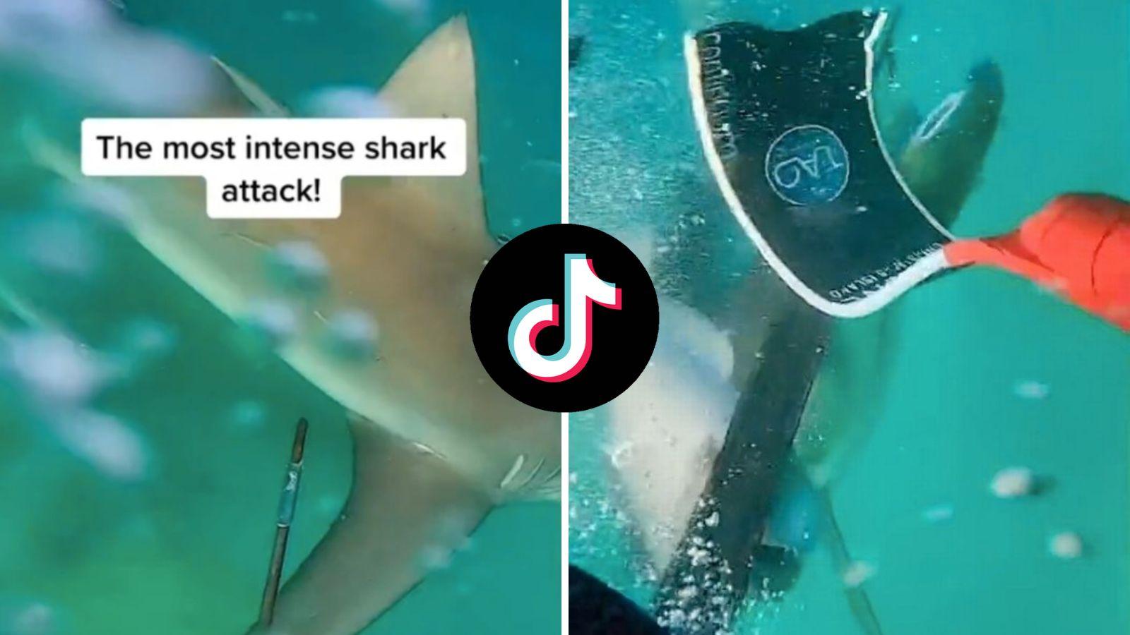 Terrified divers kick shark in the face to escape attack in viral video