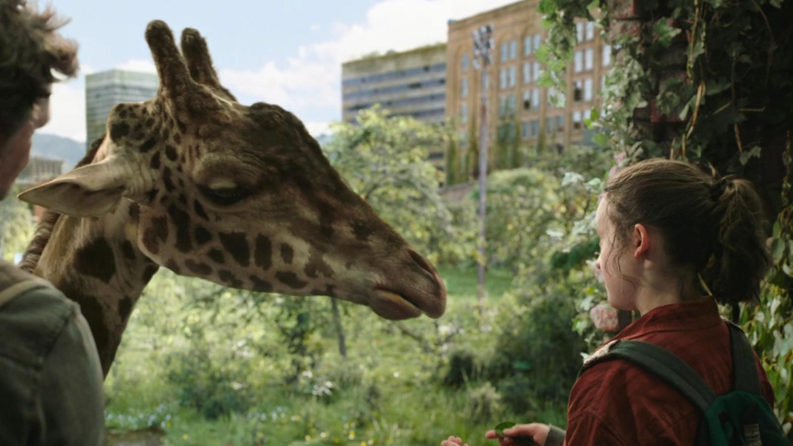 The giraffe in The Last of Us finale