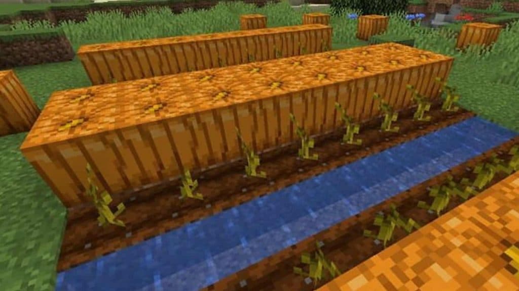 Minecraft Pumpkin seeds grown