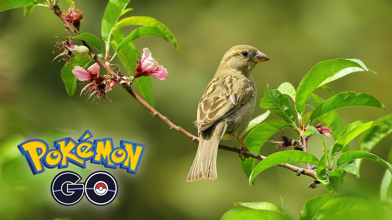 pokemon go logo on a picture of a bird