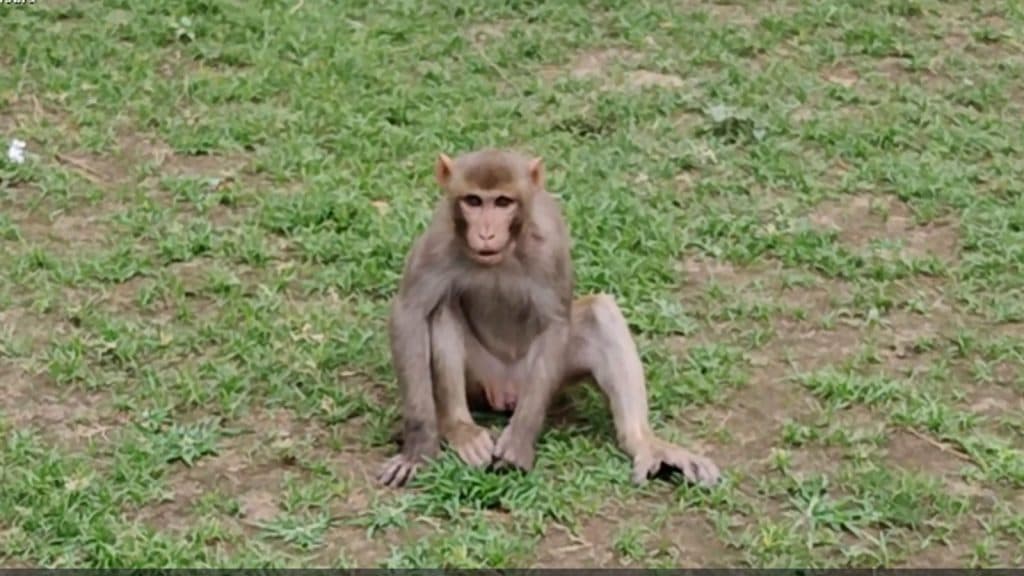 A monkey sat on grass