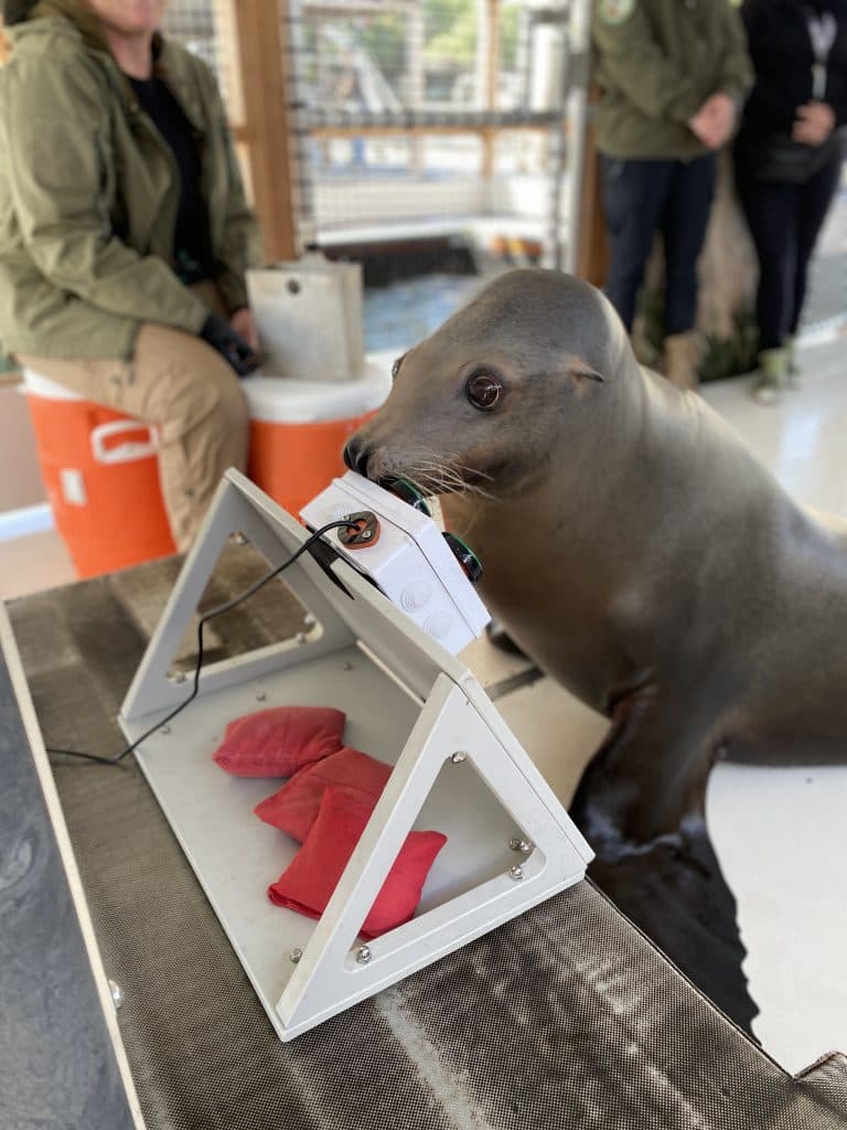 Sea Lion Playing Video Games