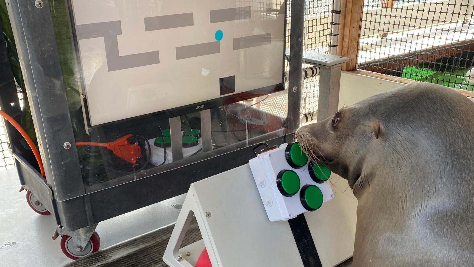 Sea Lion Playing Video Games with a Screen in View