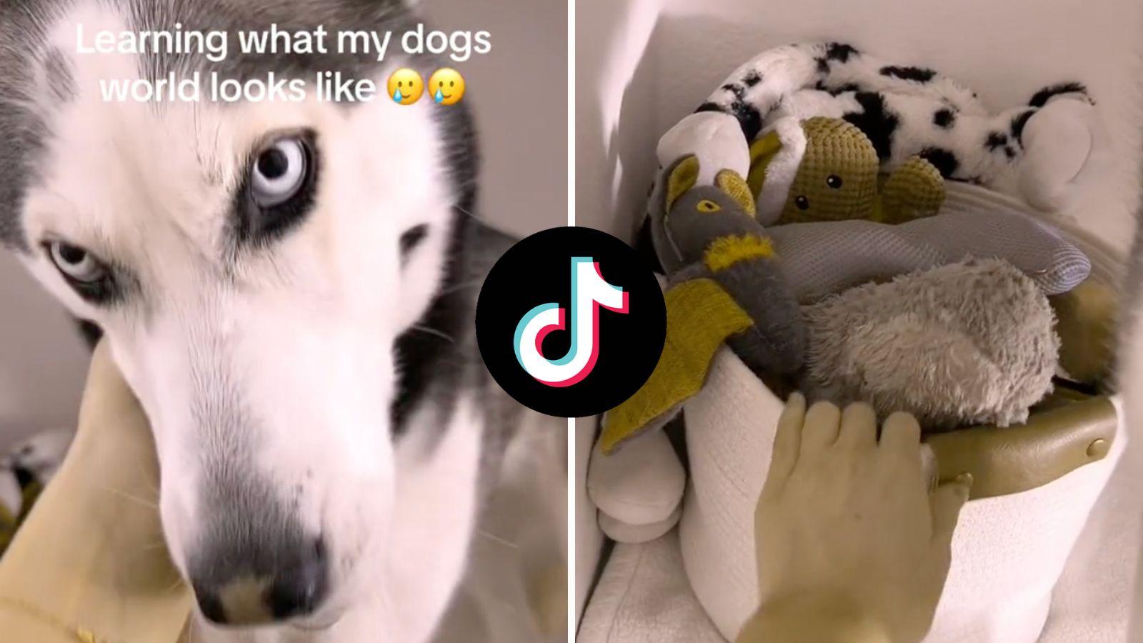 TikTok's Dog Vision filter applied over a video of a dog and her toys