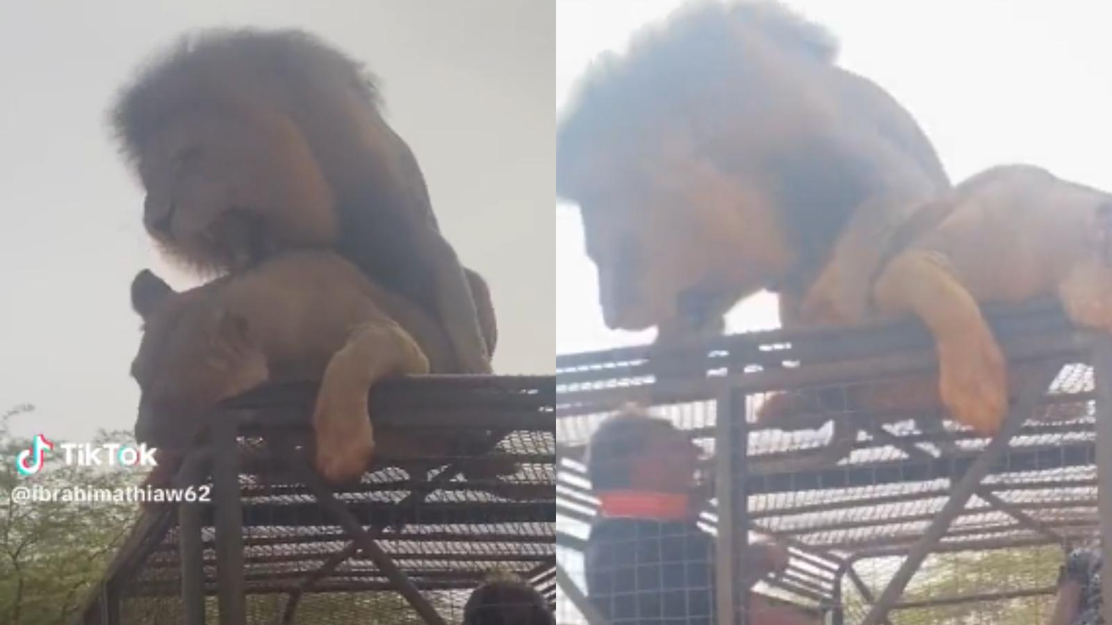 lions mating at zoo