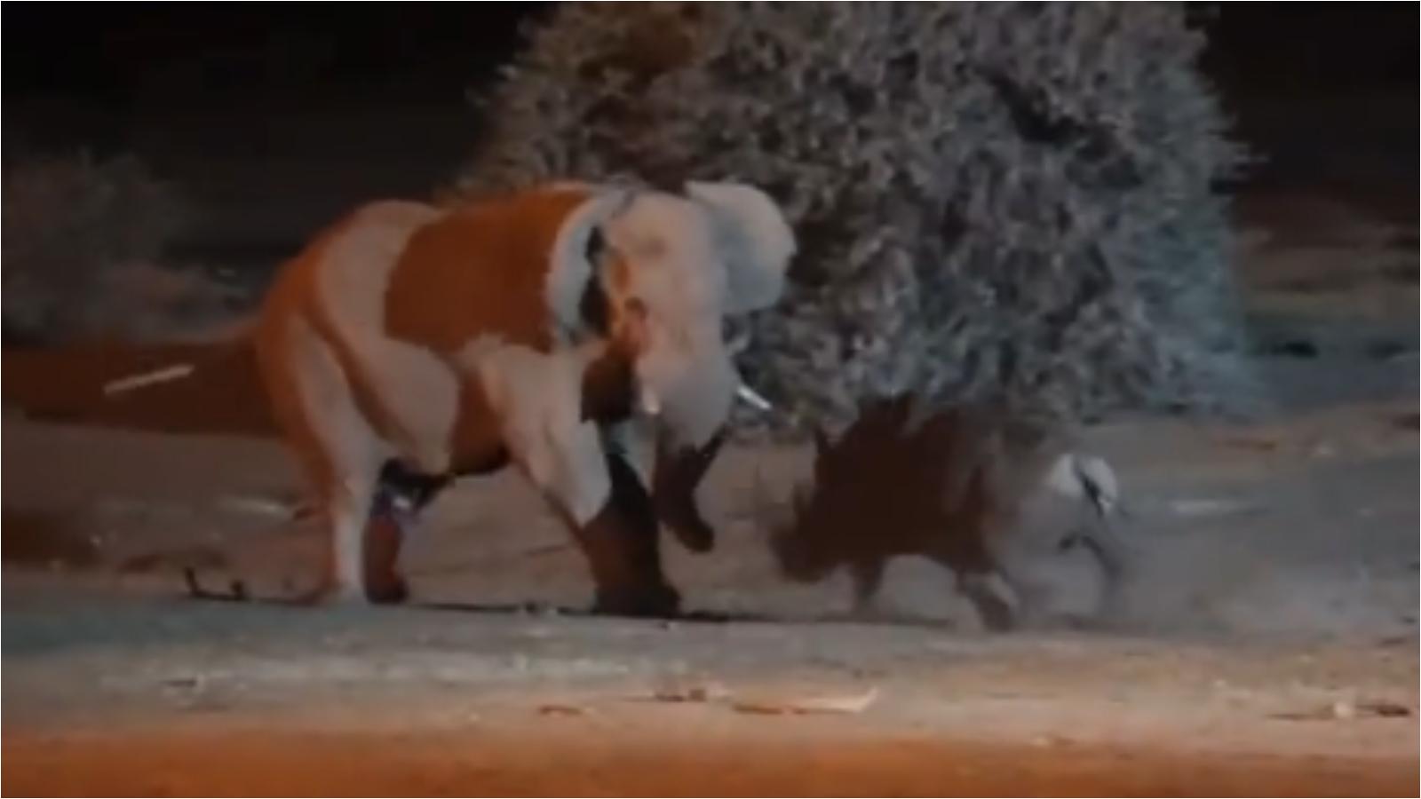 elephant vs rhino fight