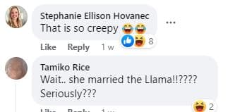 Comments on llama at wedding