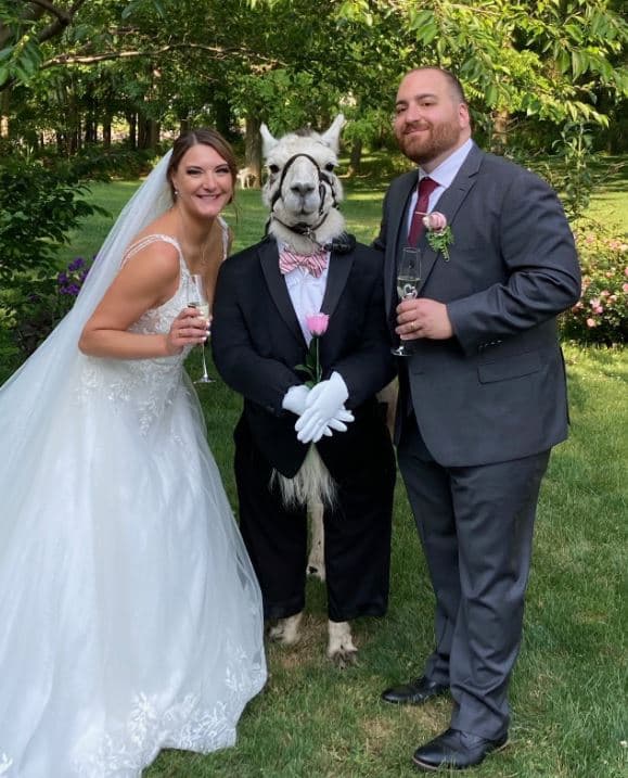 Llama at wedding