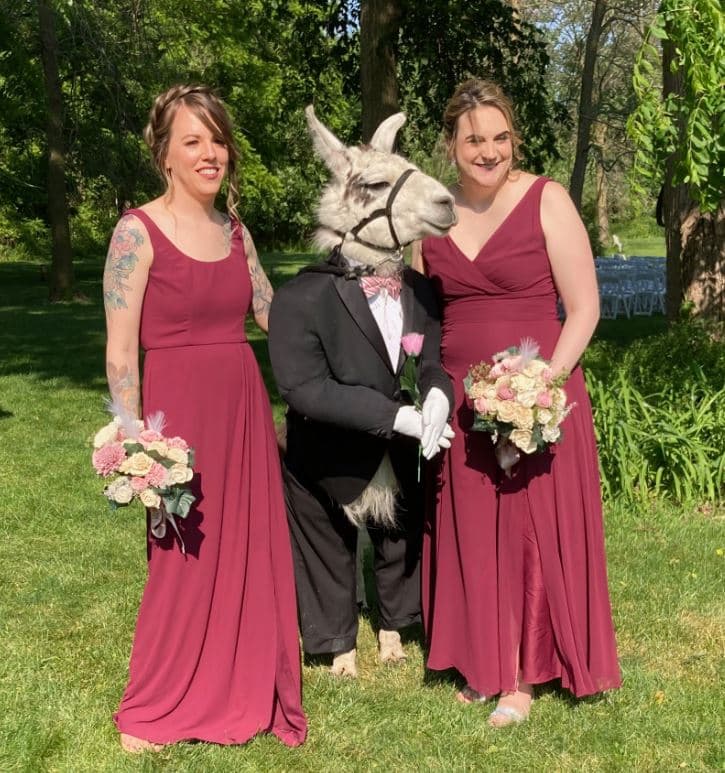 Llama with bridesmaids