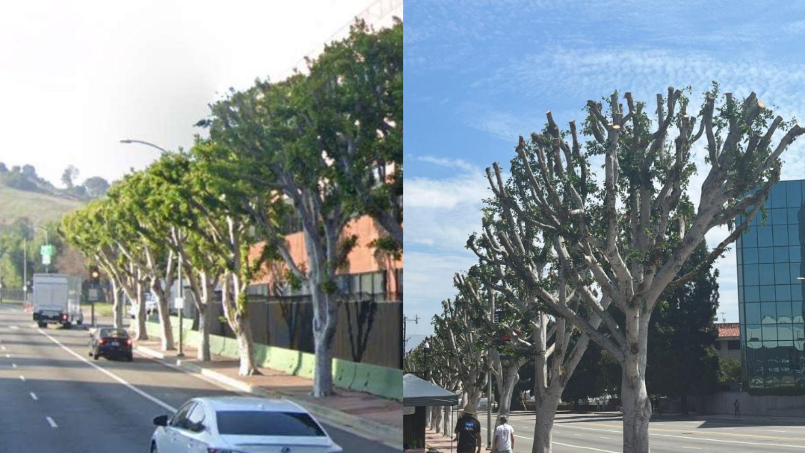 tree law goes viral after the tree pruning outside Universal Pictures