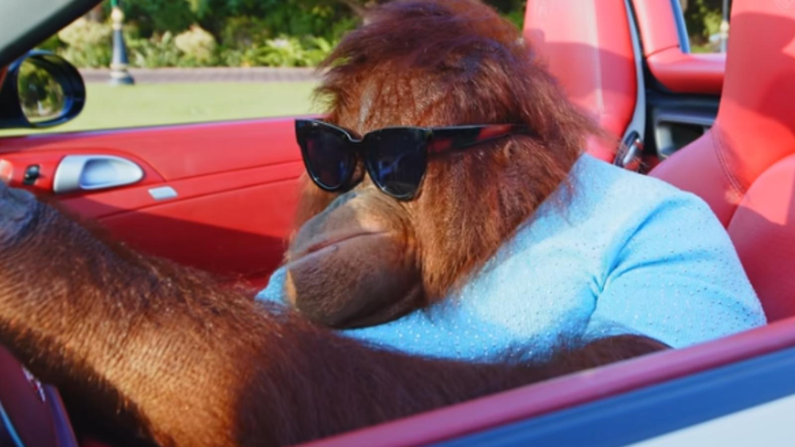 orangutan drives around in car