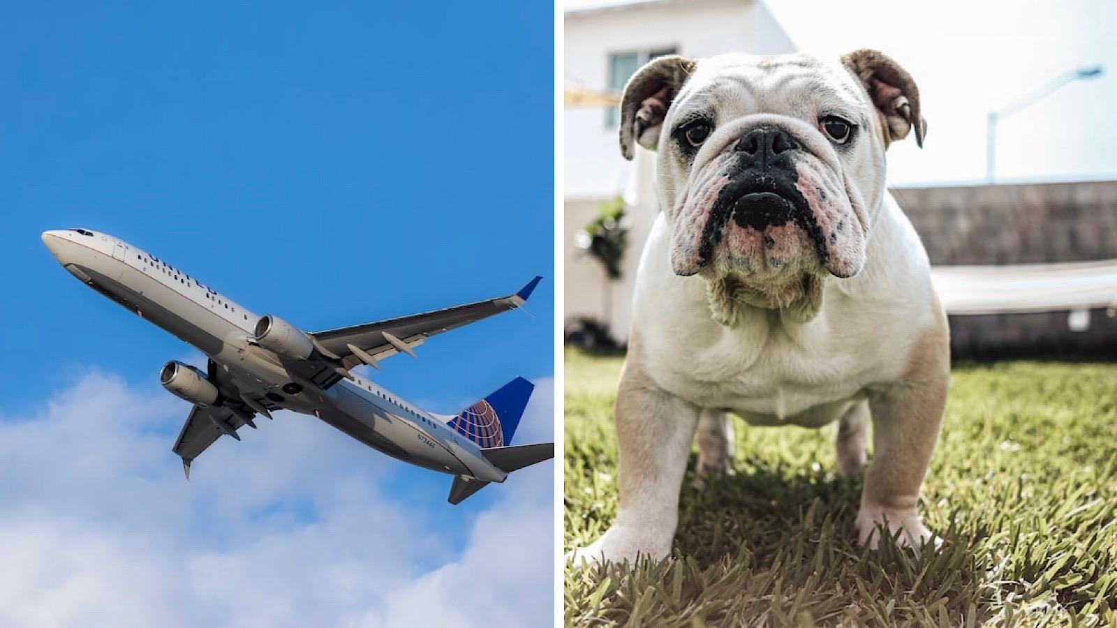 farting dog on plane