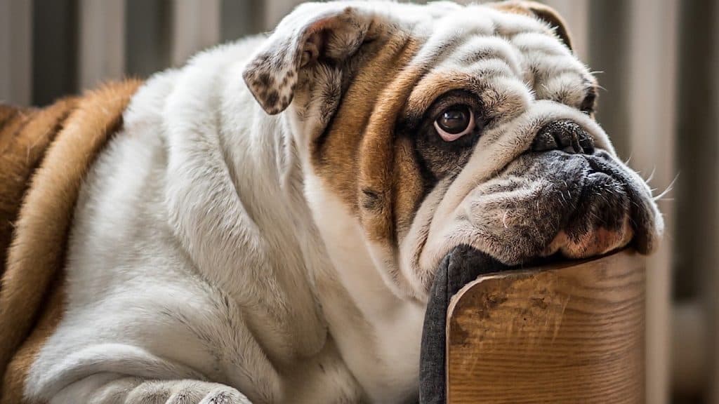 A bulldog sitting next to a couple on a plane couldn't stop farting and slobbering, resulting in the couple moving from premium to economy seats.