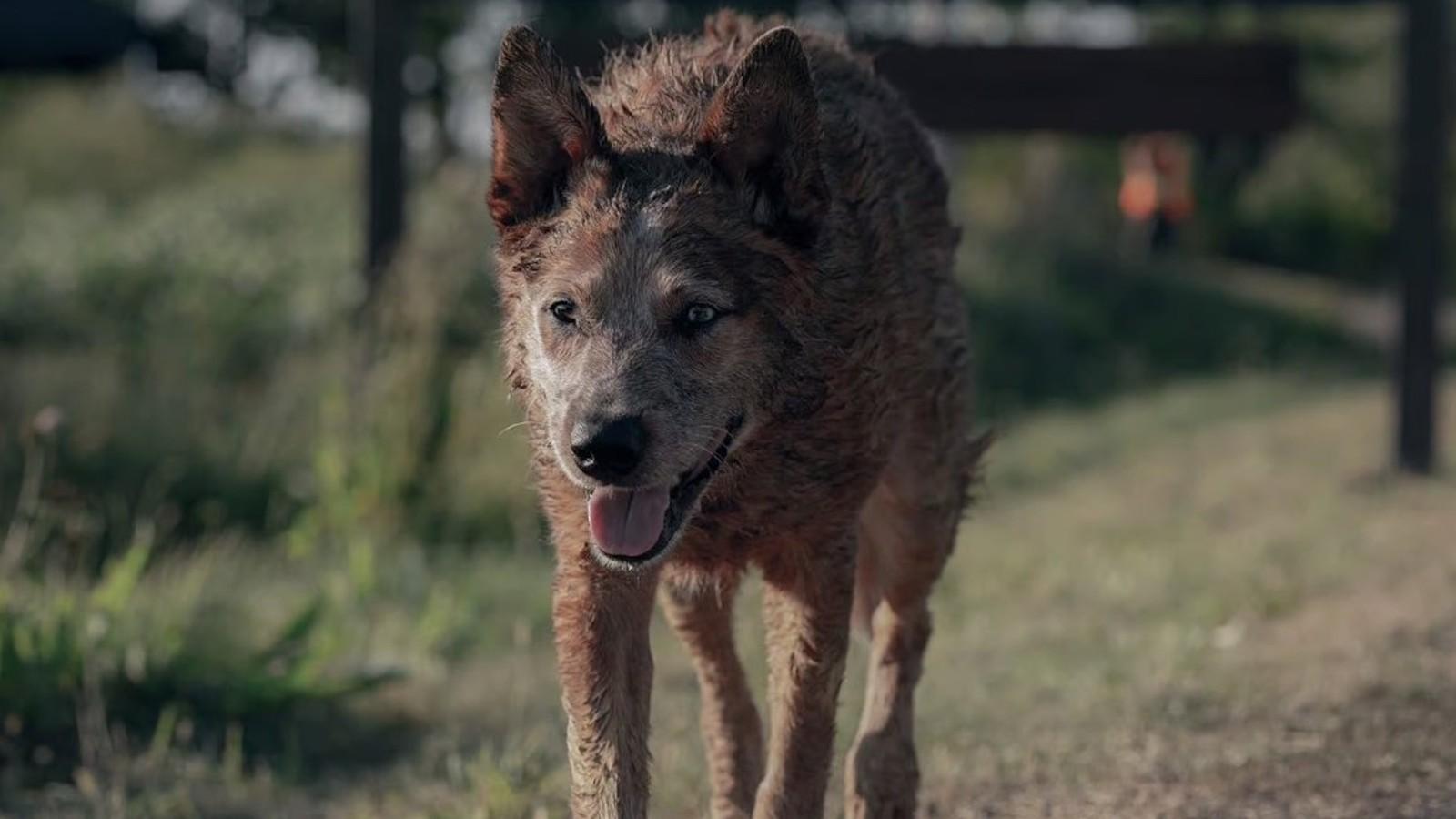 Possessed dog in Pet Sematary: Bloodlines.