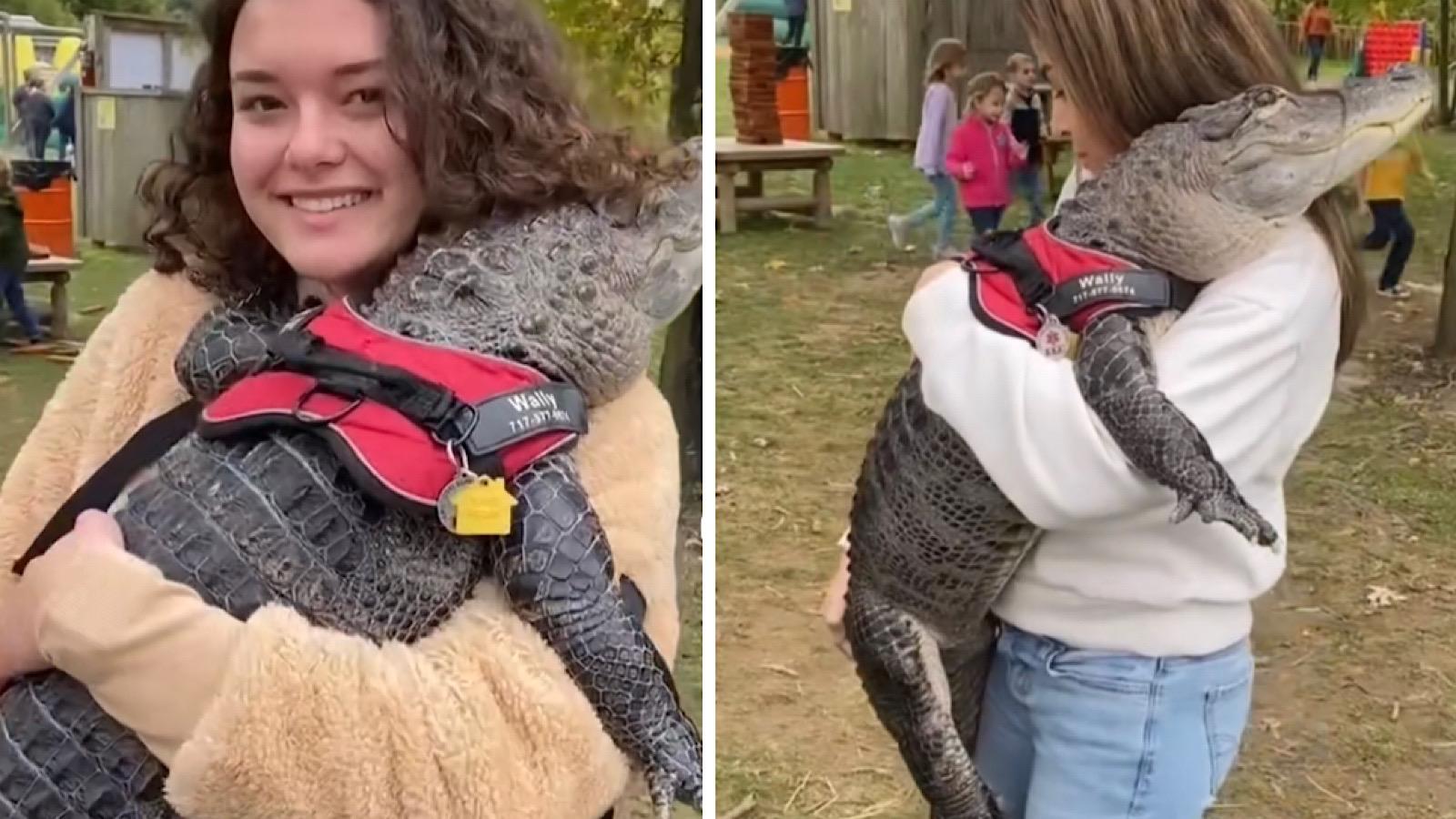wally the emotional support alligator