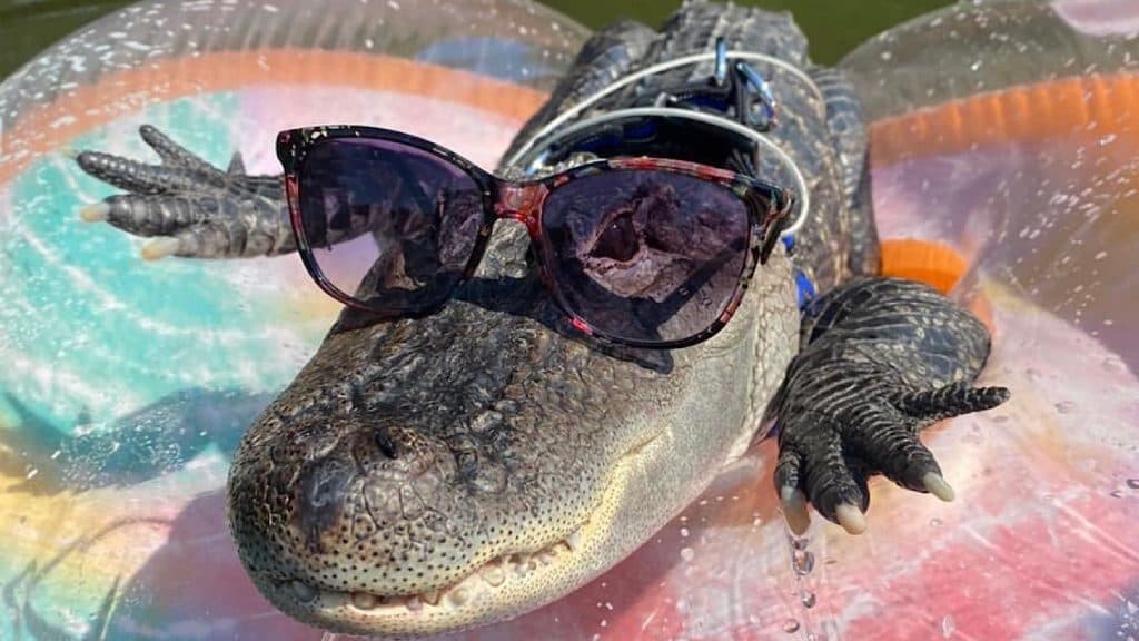 Wally the emotional support alligator was with his owner Joie Henney through Henney's cancer treatments.