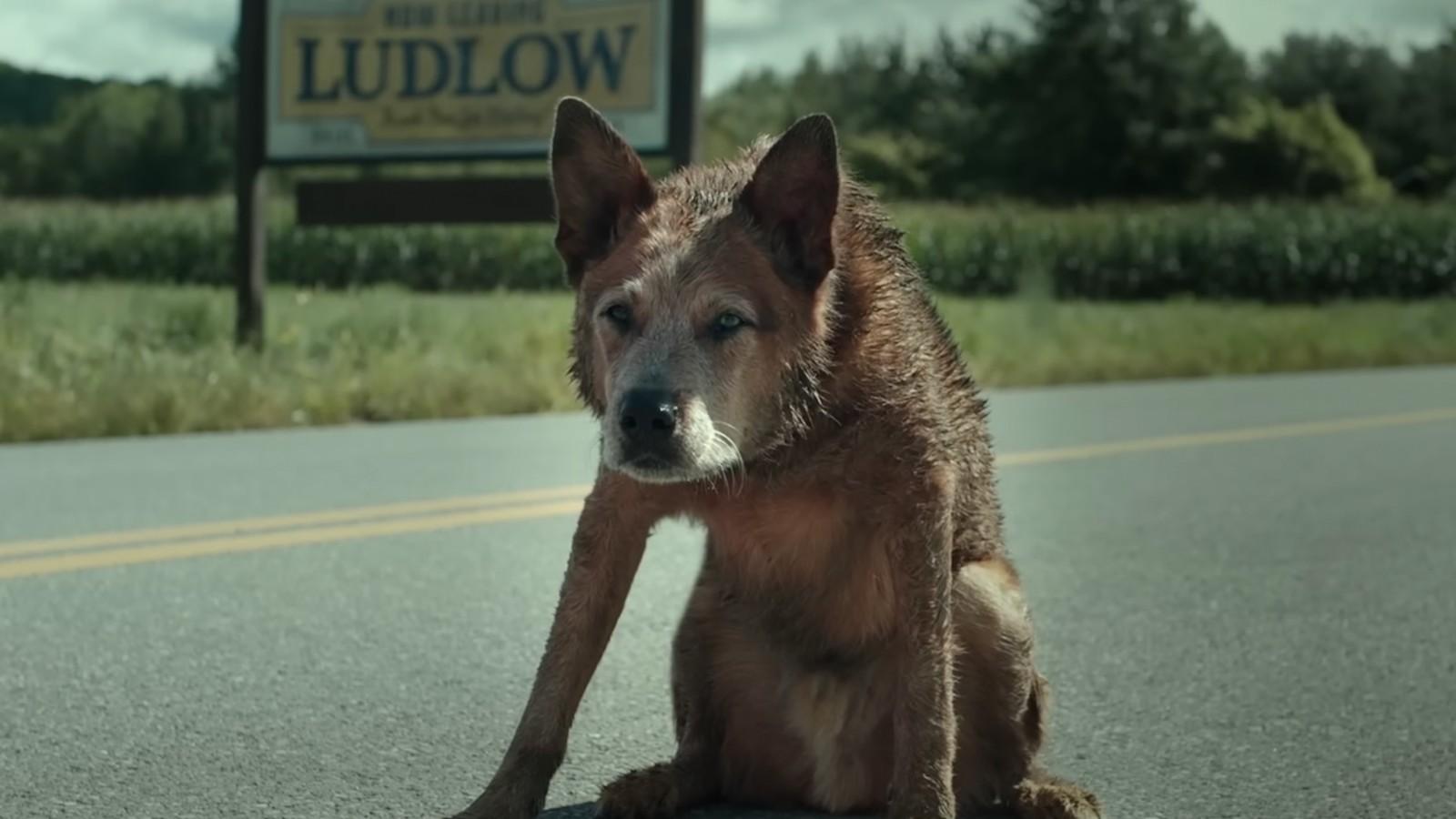 Zombie dog looking scary in Pet Sematary: Bloodlines.