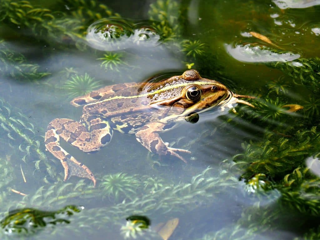 A frog rests in a pond.