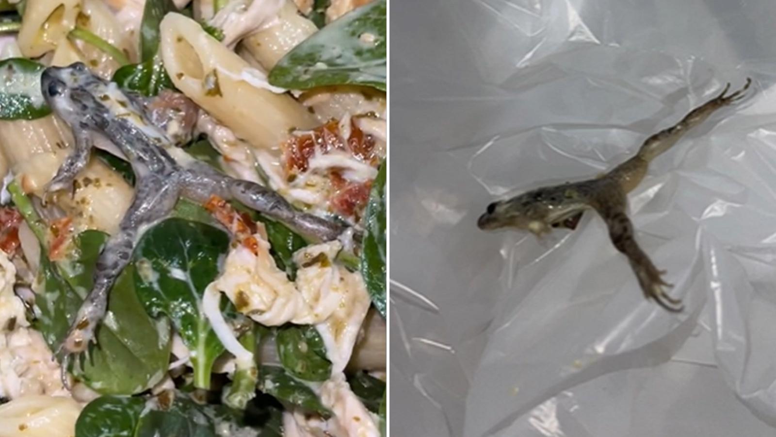 Woman finds frog in salad, keeps it as pet