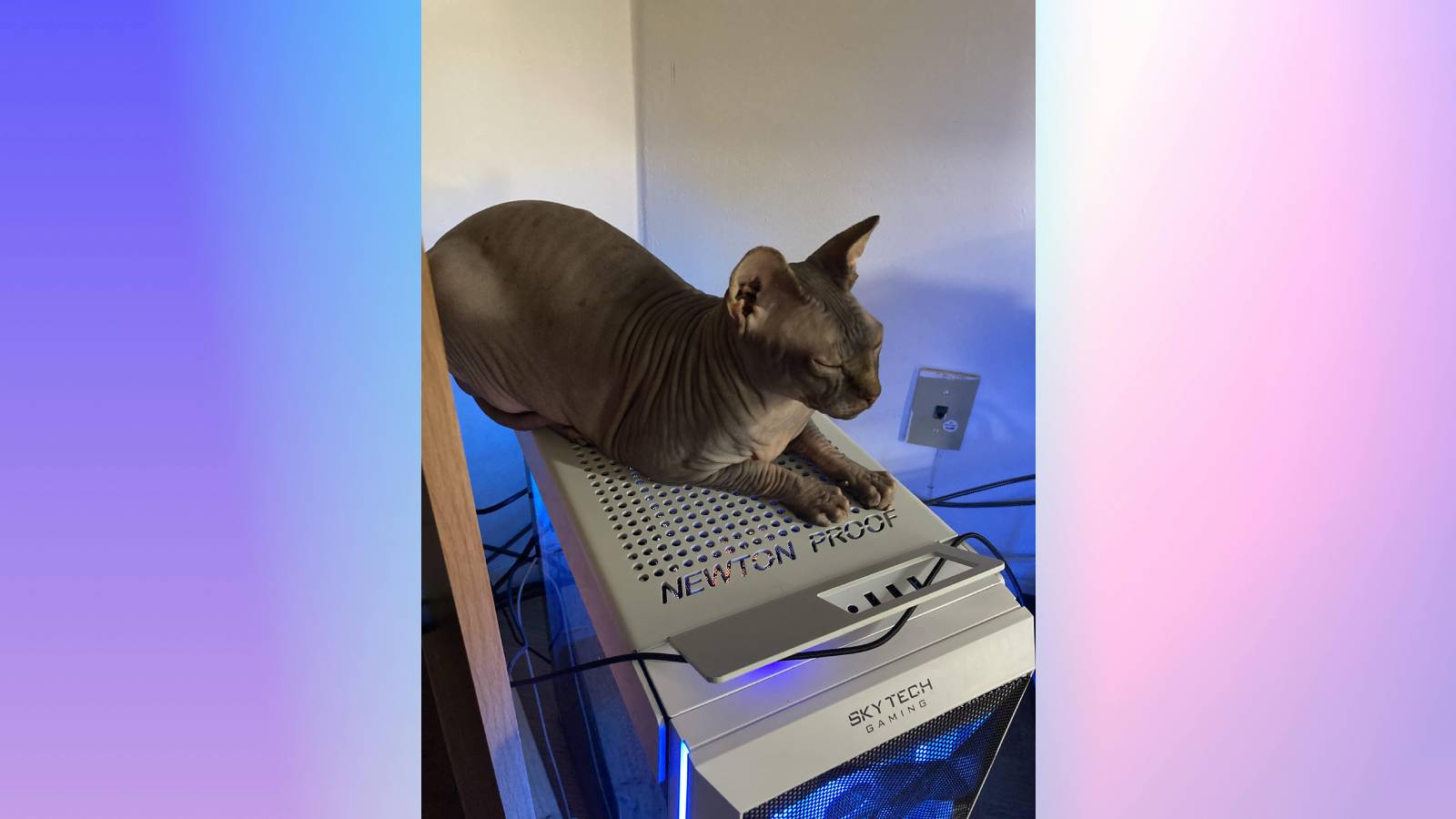 Happy cat sleeps on a plate protecting the PC