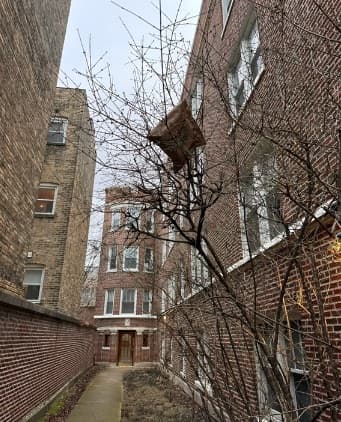 amazon delivery package stuck in tree