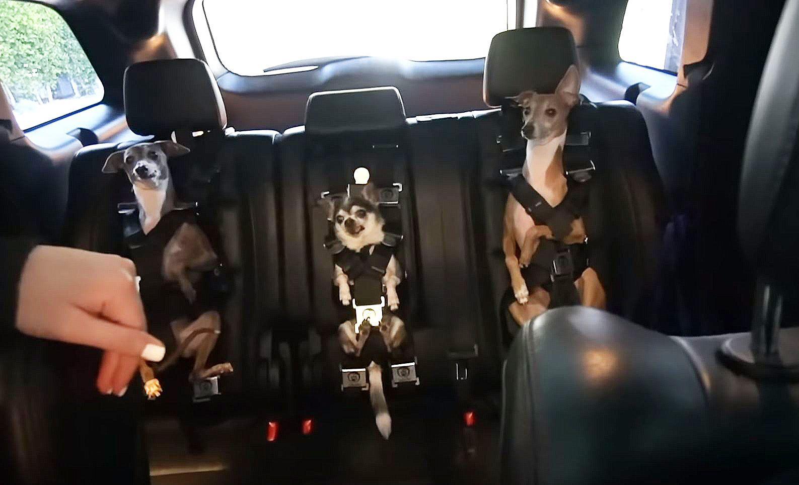 Jenna Marbles dog car harness