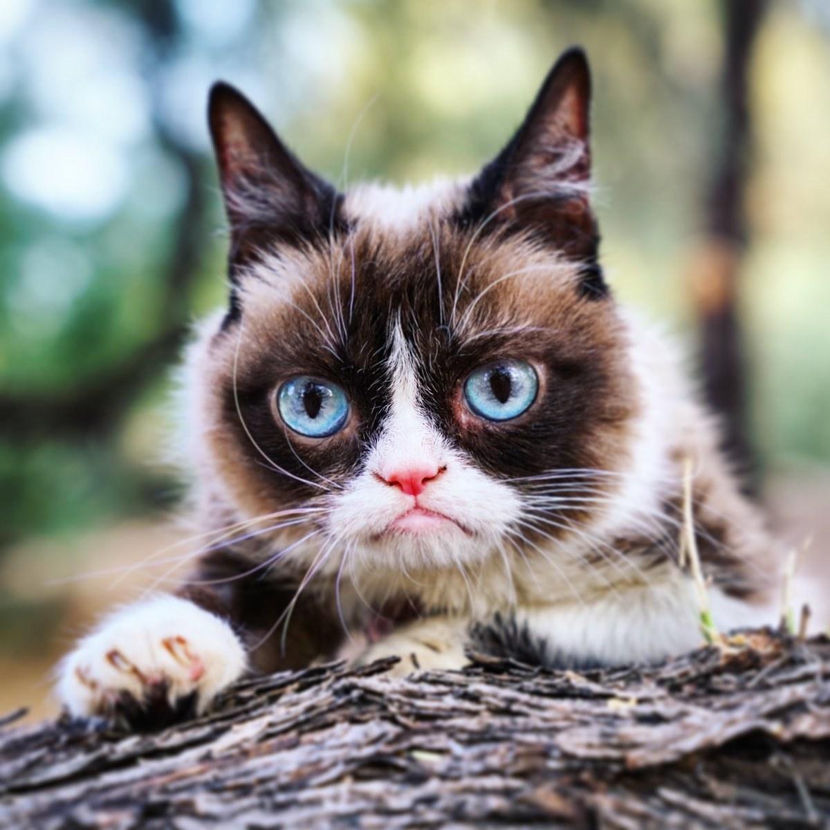 Twitter: Grumpy Cat
