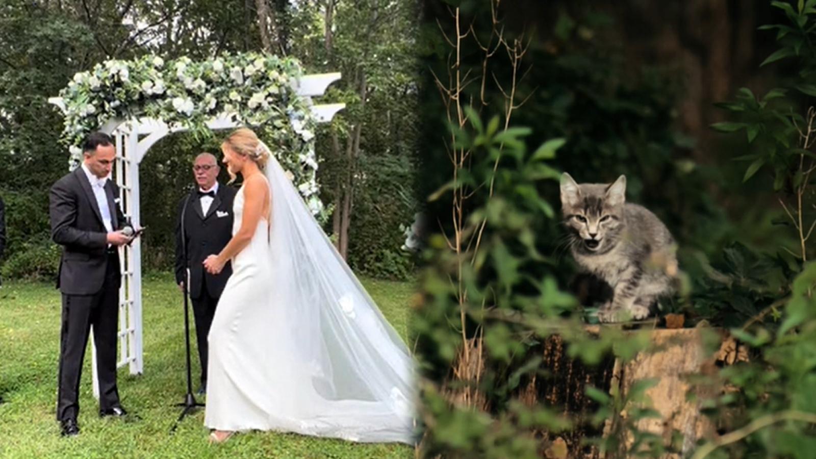 Couple adopts stray kitten who gate-crashed their wedding vows