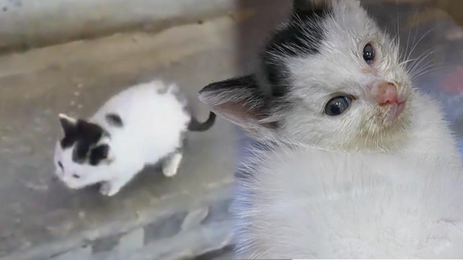 IRL Twitch streamer CookSux saves stray kitten