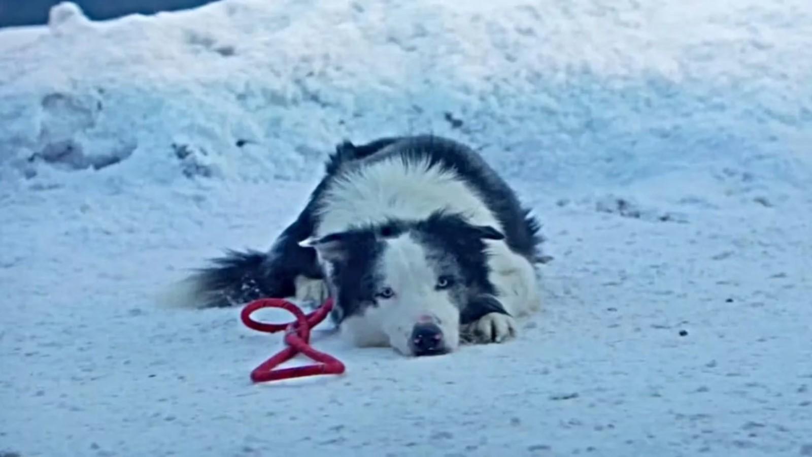 Messi the Dog in Anatomy of a Fall, laying on the snow