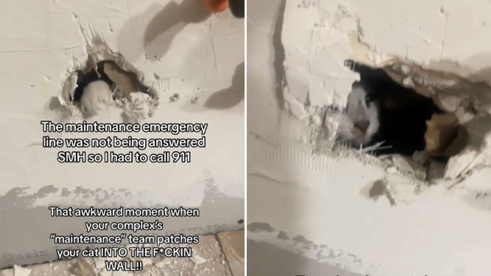 woman-furious-cat-sealed-into-wall-apartment-viral-tiktok