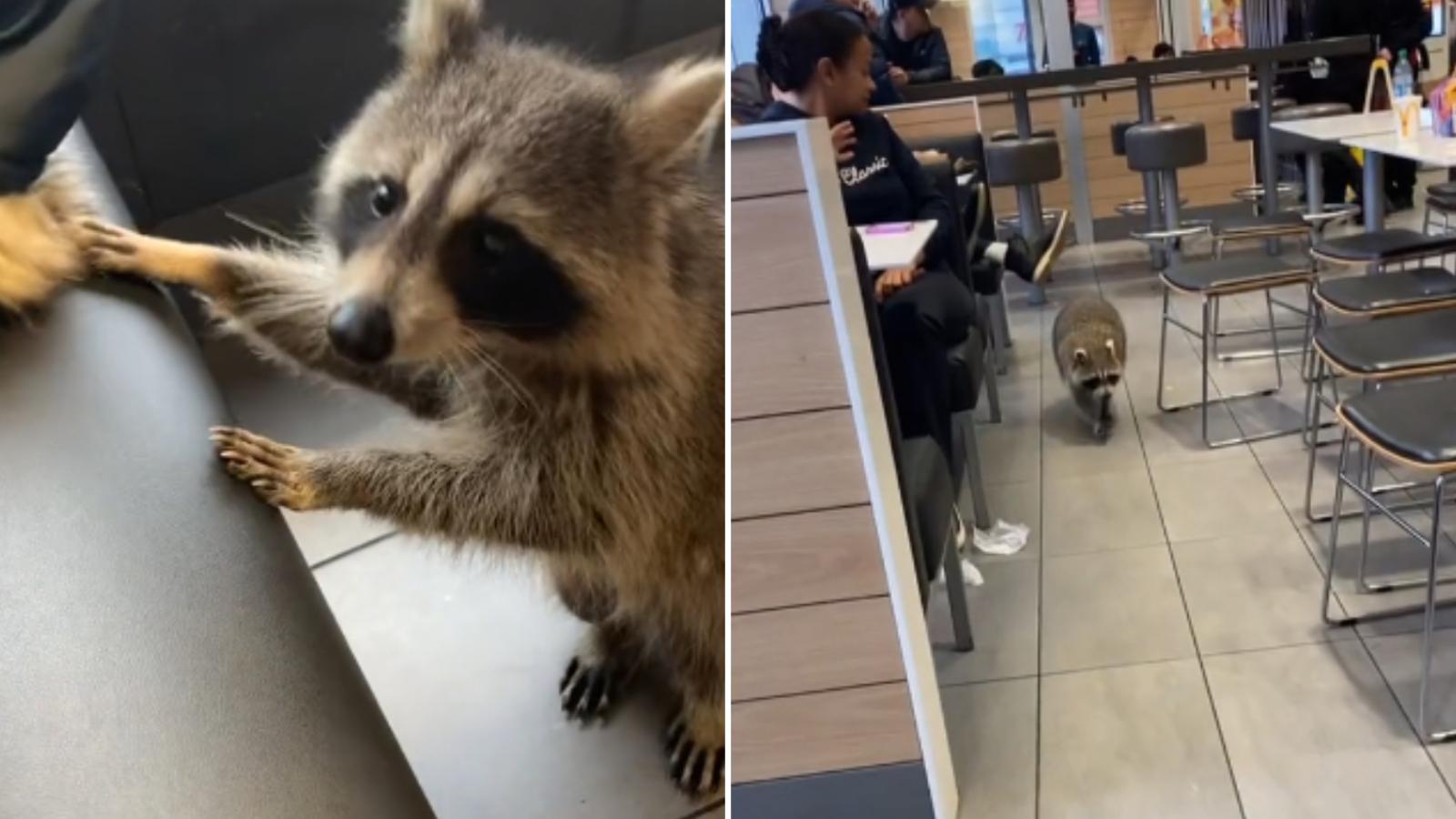 raccoon befriends customers in mcdonalds