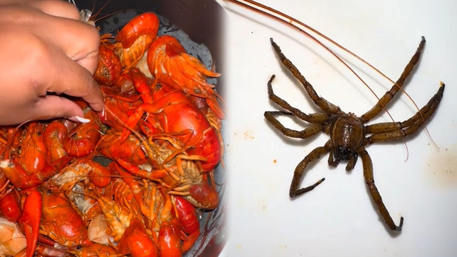 Woman refused refund after discovering spiders in her seafood order