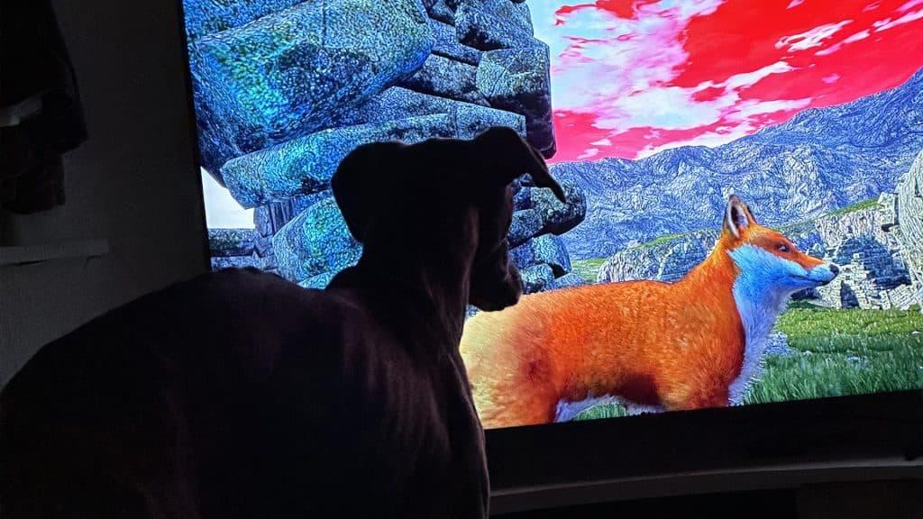 dog looking at fox on tv