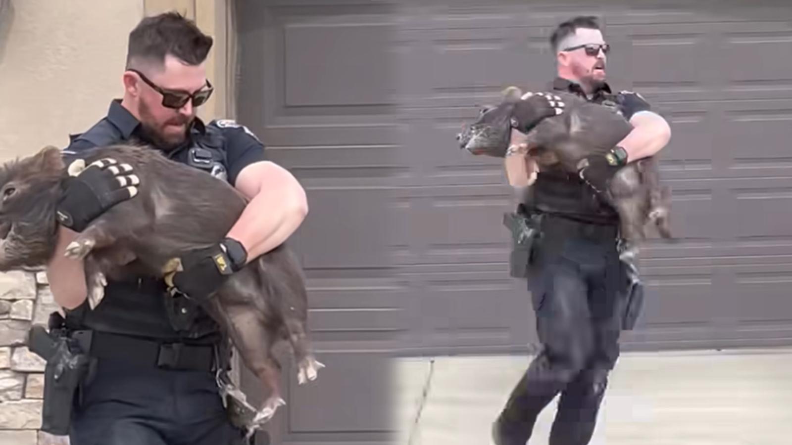 Police officer goes viral after tackling runaway pig terrorizing neighborhood