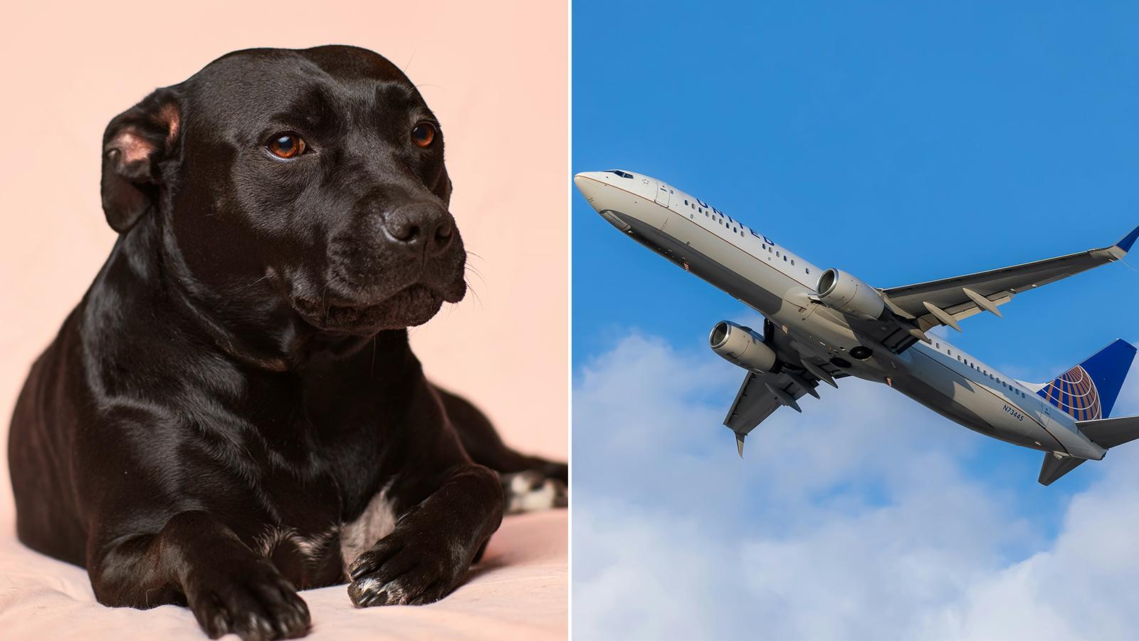 united-airlines-flight-diverted-dog-poo