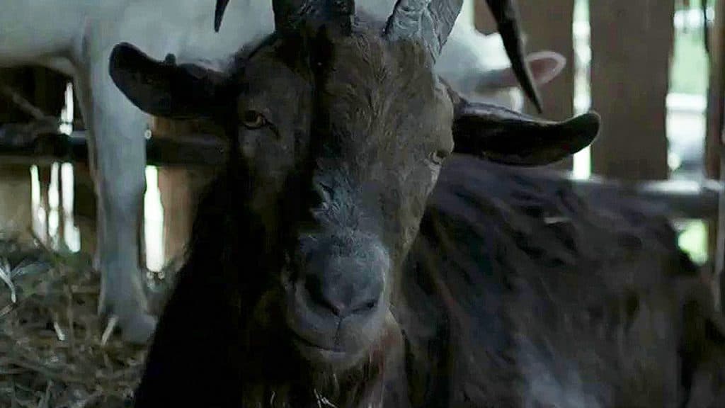 Black Phillip being a scary goat in The Babadook.