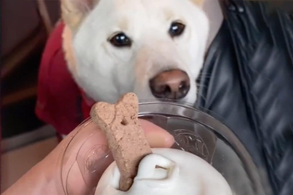 A dog with an ice cream