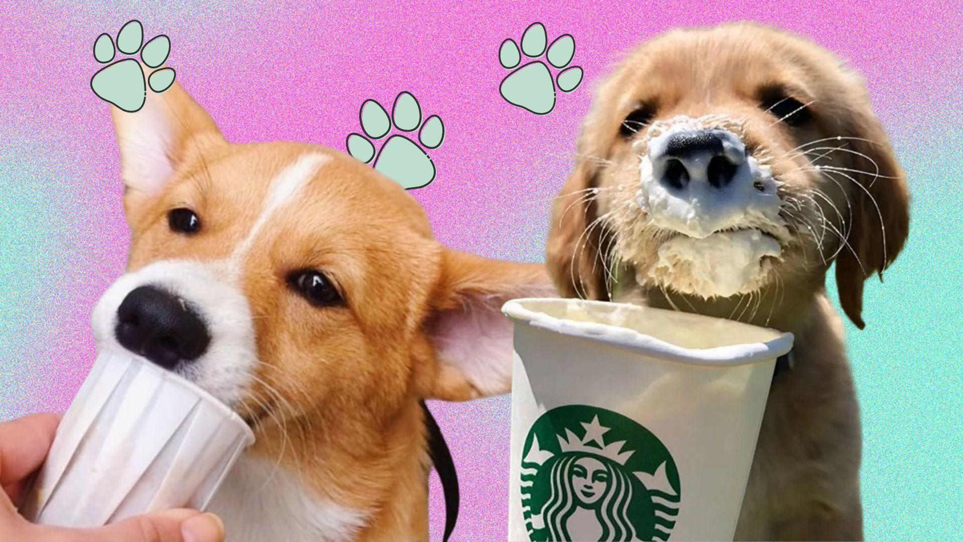 two puppies with pup cups