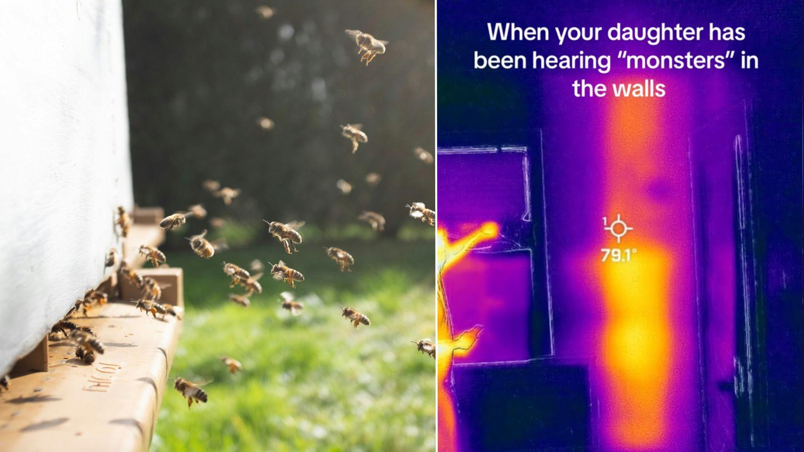 Heat camera detecting bee hive inside house wall