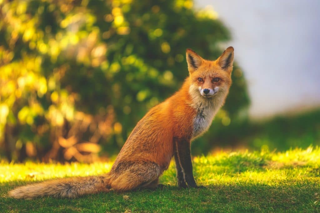 red-fox-bites-man-viral-UK