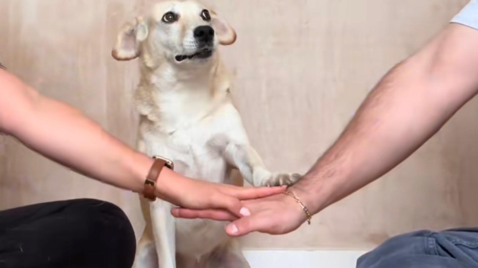 tiktok's hands in dog trend